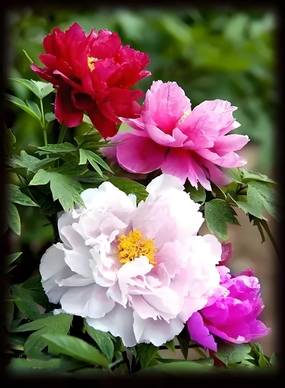 花絮特辑